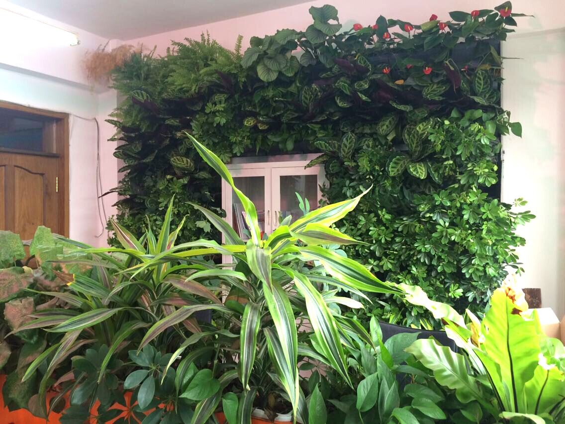 室內植物養護-佛山市綠化公司
